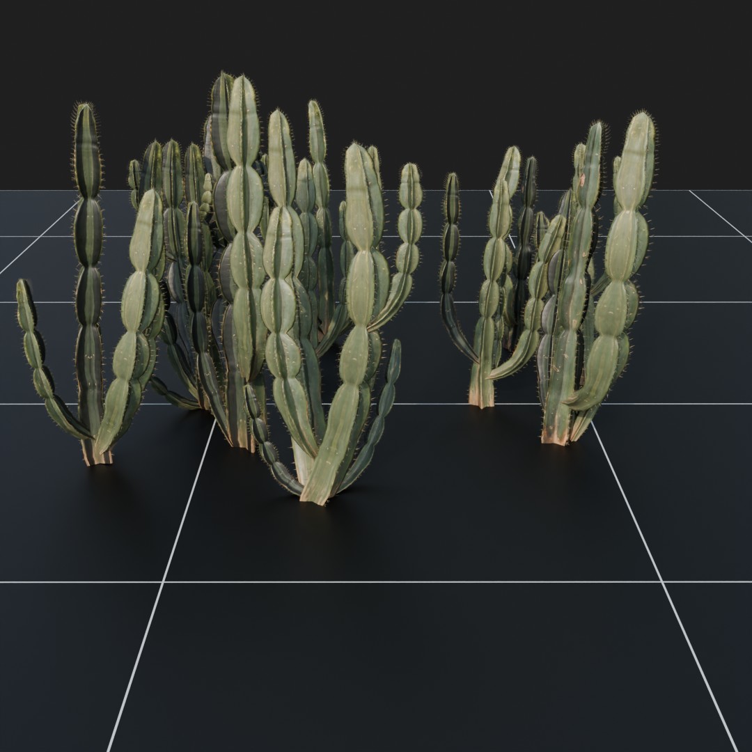 Columnar Cacti